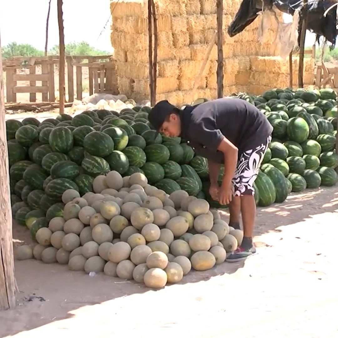 Investigador Desarrolla Recubrimiento para Prolongar Vida Útil del Melón.